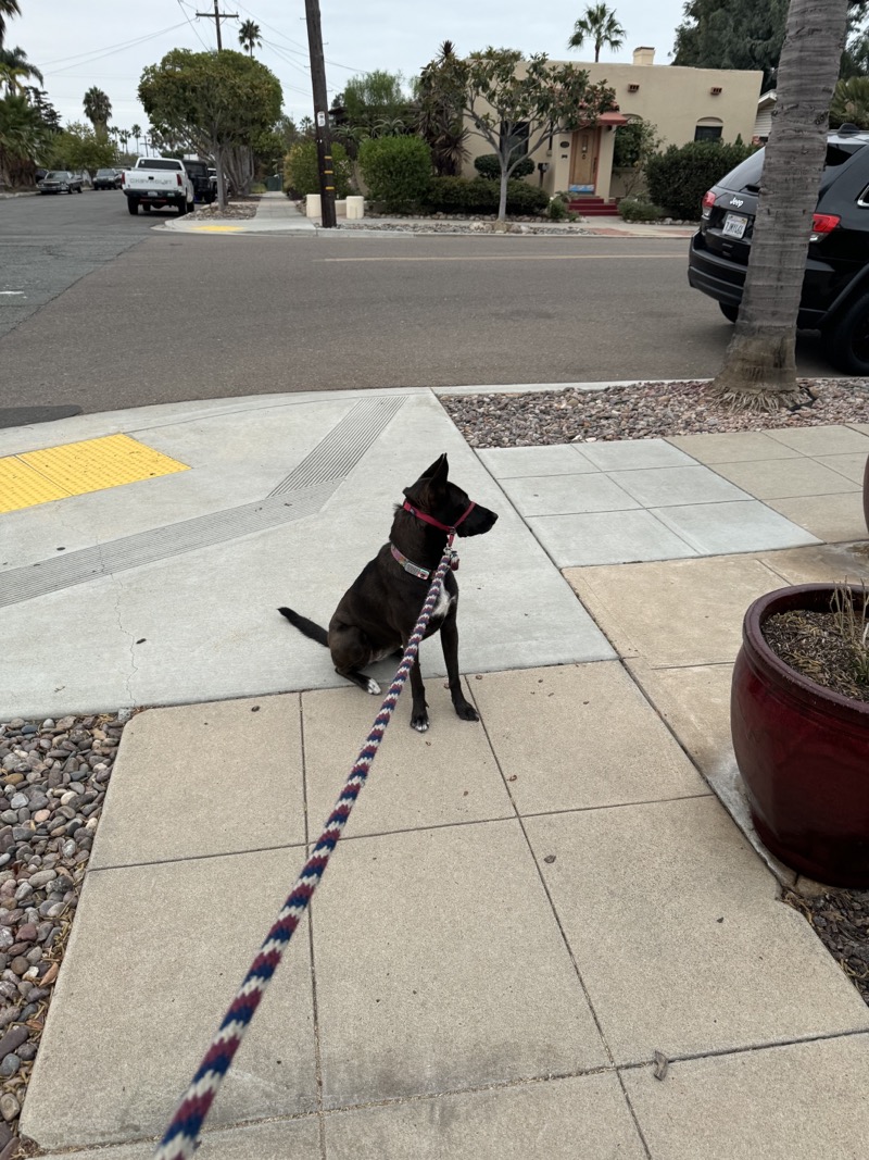 A picture of a black dog named Bowie sitting, taken on September 13 2024 at 6:36 am